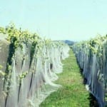 bird protection netting